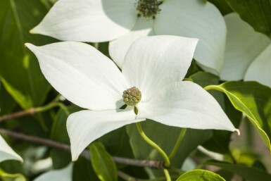 Cornus kousa 'Milky Way' arbuste 125-150 cm