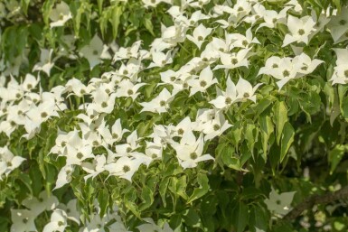 Cornus kousa 'Milky Way' arbuste 175-200 cm