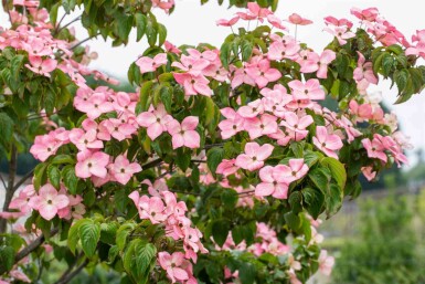 Cornus kousa 'Satomi' arbuste 80-100 cm