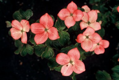 Cornus kousa 'Satomi' arbuste 80-100 cm