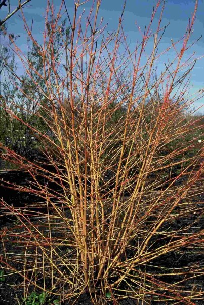Cornus sanguinea 'Midwinter Fire' arbuste 60-80 cm