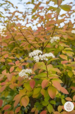 Cornus sanguinea 'Winter Beauty' arbuste 40-50 cm