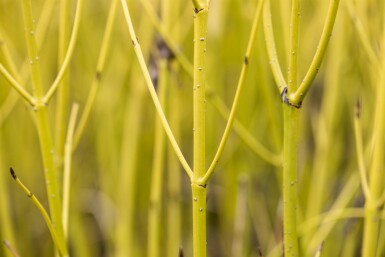 Cornus sericea 'Flaviramea' arbuste 40-60 cm