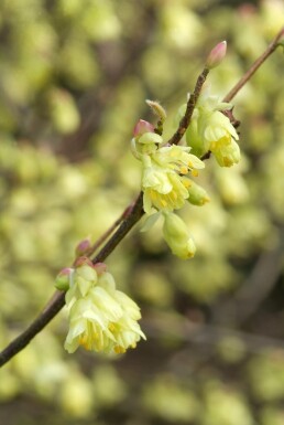 Corylopsis pauciflora arbuste 125-150 cm