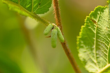 Corylus avellana arbuste 175-200 cm