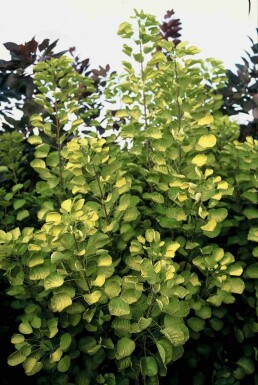 Cotinus coggygria 'Golden Spirit' arbuste 60-80 cm