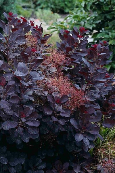 Cotinus coggygria 'Royal Purple' arbuste 80-100 cm