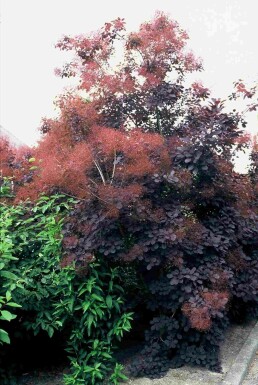 Cotinus coggygria 'Royal Purple' arbuste 40-50 cm