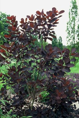 Cotinus coggygria 'Royal Purple' arbuste 175-200 cm