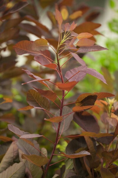 Cotinus 'Grace' arbuste 40-50 cm