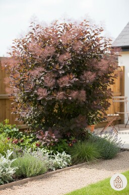 Cotinus 'Grace' arbuste 100-125 cm