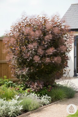 Cotinus 'Grace' arbuste 125-150 cm