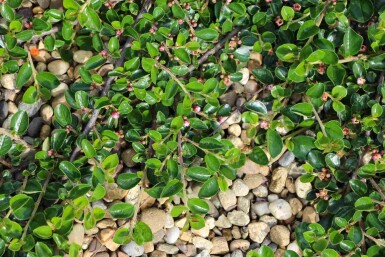 Cotoneaster dammeri 'Major' arbuste 30-40 cm