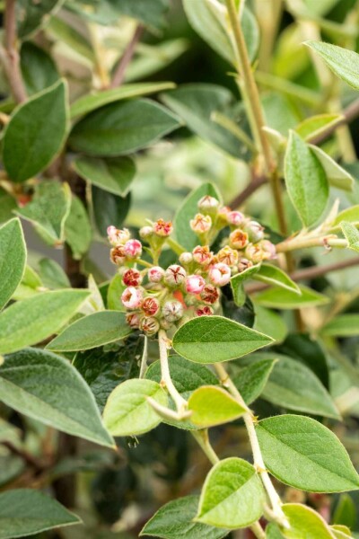 Cotonéaster Cotoneaster franchetii arbuste 40-50 C3 Cotoneaster franchetii arbuste 40-50 cm