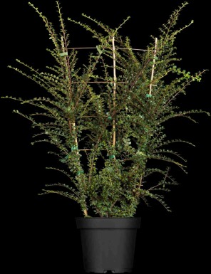 Cotoneaster horizontalis arbuste 30-40 cm