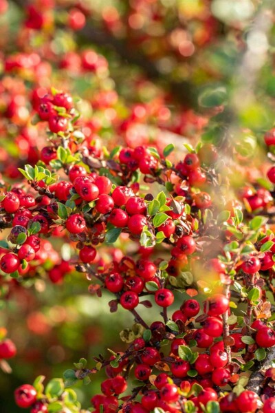 Cotoneaster horizontalis arbuste 50-60 cm