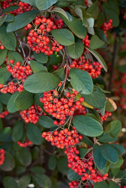 Cotoneaster lacteus arbuste 40-60 cm