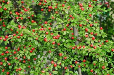 Cotoneaster suecicus 'Coral Beauty' arbuste 30-40 cm