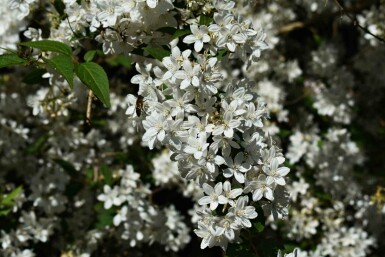Deutzia gracilis 'Nikko' arbuste 30-40 cm