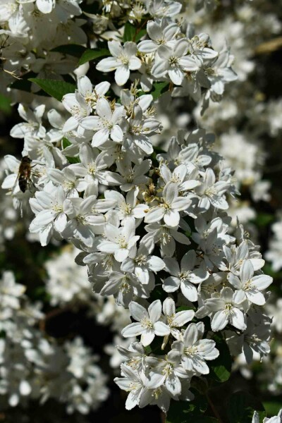 Deutzia gracilis 'Nikko' arbuste 40-50 cm