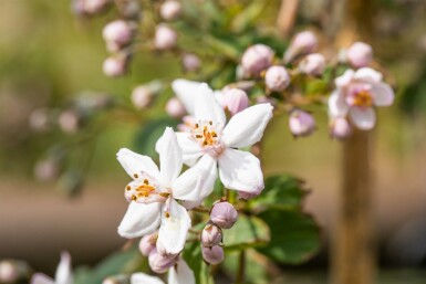 Deutzia 'Mont Rose' arbuste 60-80 cm