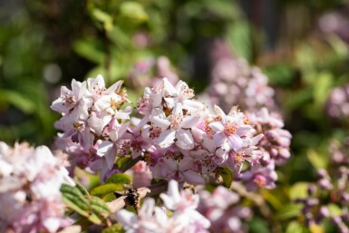 Deutzia 'Mont Rose' arbuste 150-175 cm