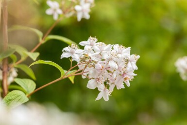 Deutzia 'Mont Rose' arbuste 150-175 cm