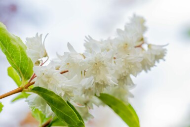 Deutzia scabra 'Plena' arbuste 30-40 cm