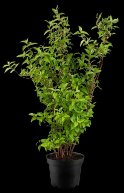 Deutzia scabra 'Plena' arbuste 60-80 cm