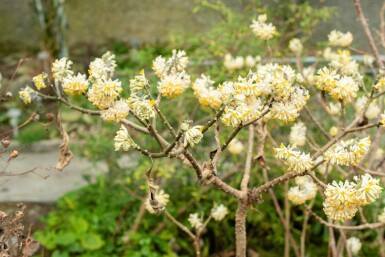 Edgeworthia chrysantha arbuste 60-80 cm