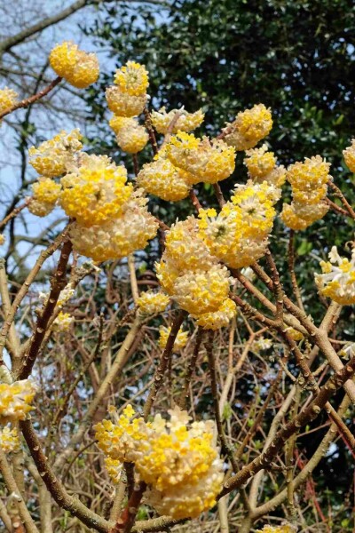 Edgeworthia chrysantha 'Grandiflora' arbuste 100-125 cm