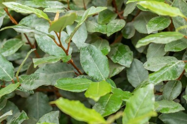 Elaeagnus ebbingei 'Compacta' arbuste 50-60 cm