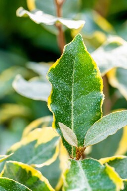 Elaeagnus ebbingei 'Limelight' arbuste 40-50 cm