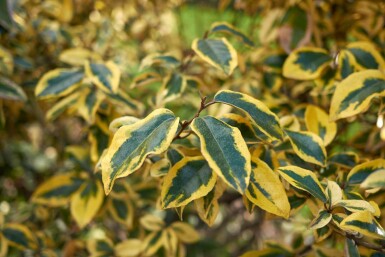 Elaeagnus pungens 'Maculata' arbuste 20-30 cm