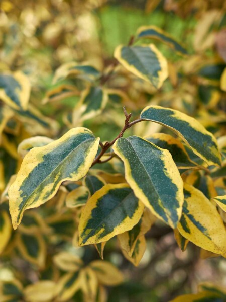 Elaeagnus pungens 'Maculata' arbuste 100-125 cm