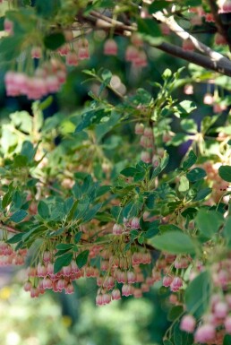 Enkianthus campanulatus arbuste 40-60 cm