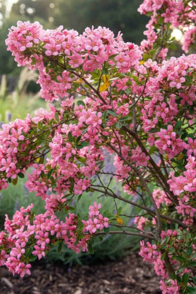 Escallonia 'Donard Seedling' arbuste 30-40 cm