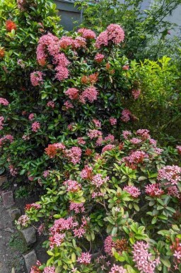 Escallonia 'Pink Elle' arbuste 40-60 cm