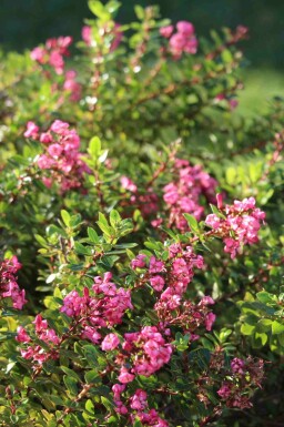 Aucune image disponible