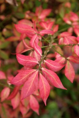 Euonymus alatus arbuste 40-50 cm