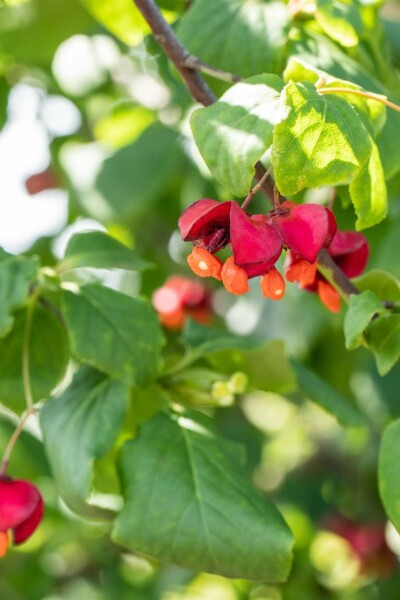 Euonymus europaeus arbuste 125-150 cm