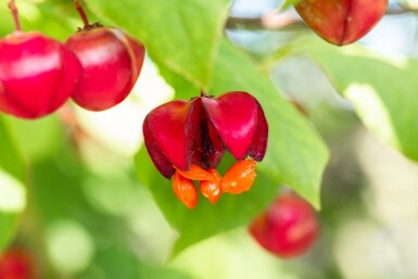 Euonymus europaeus 'Red Cascade' arbuste 100-125 cm