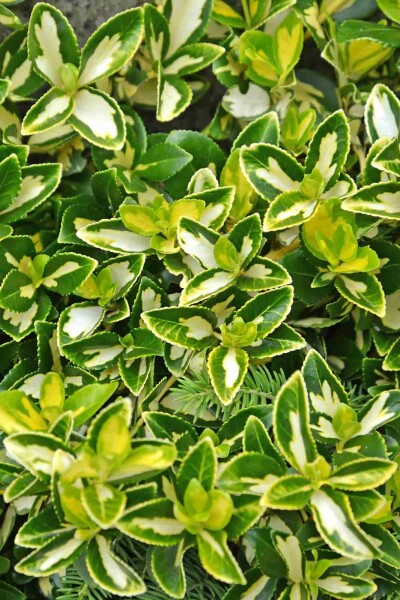 Euonymus fortunei 'Blondy' arbuste 40-45 cm