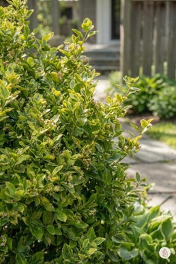 Euonymus fortunei 'Blondy' arbuste 40-45 cm