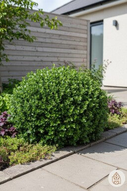 Euonymus fortunei 'Minimus' arbuste 25-30 cm