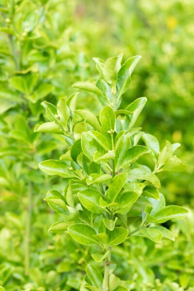 Euonymus japonicus arbuste 40-60 cm