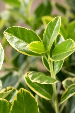 Euonymus japonicus 'Aureomarginatus' arbuste 30-40 cm