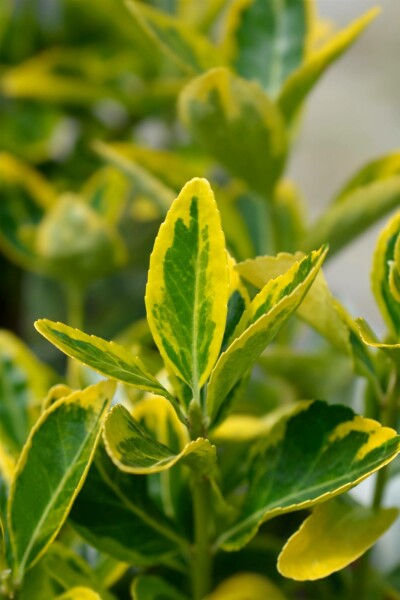 Euonymus japonicus 'Aureus' arbuste 60-80 cm