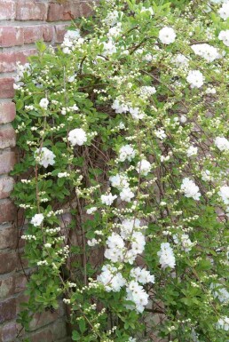 Exochorda macrantha 'The Bride' arbuste 40-60 cm