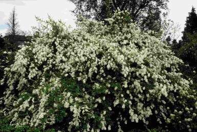 Exochorda macrantha 'The Bride' arbuste 150-175 cm